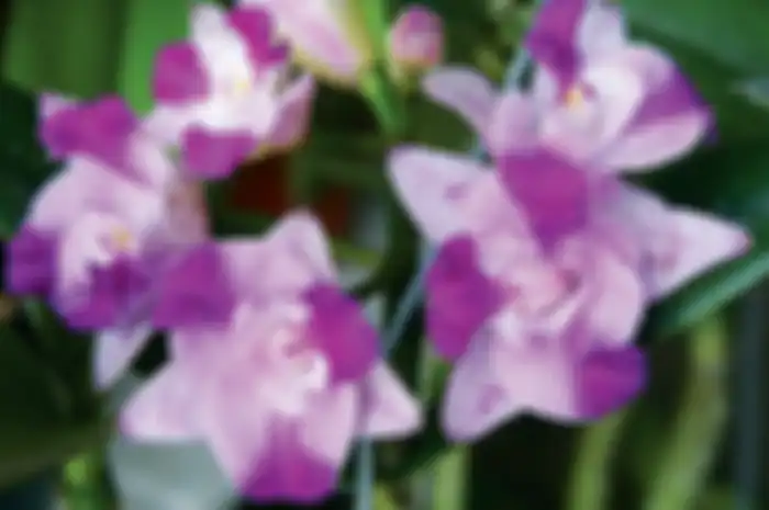 Hasil silangan dari spesies cattleya yang bunganya harum.