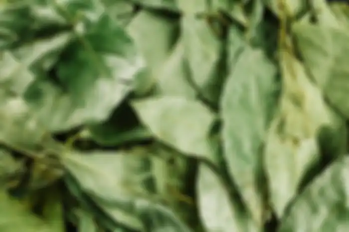 Daun salam