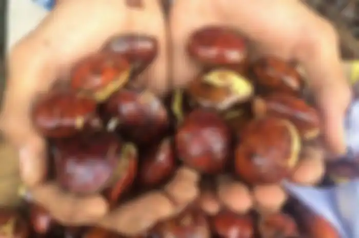 Jengkol 