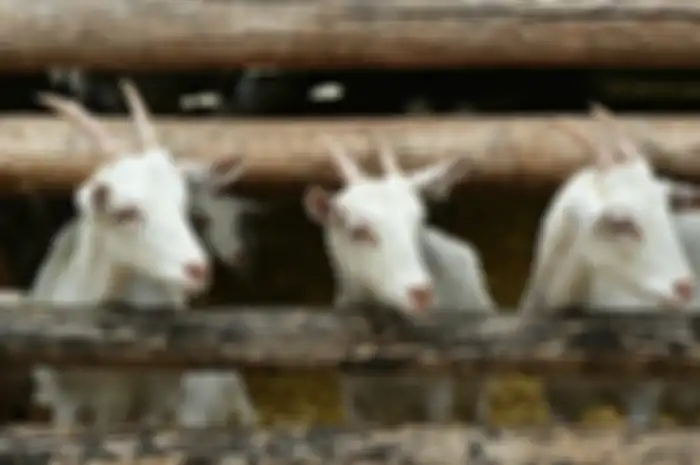 Ilustrasi kambing