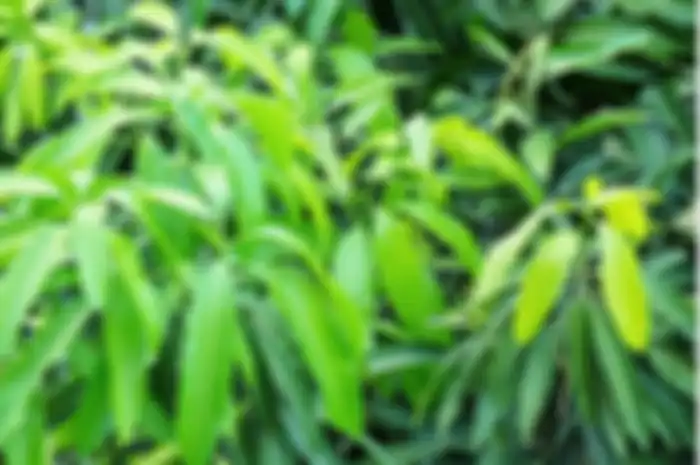 Manfaat minum air rebusan daun mangga