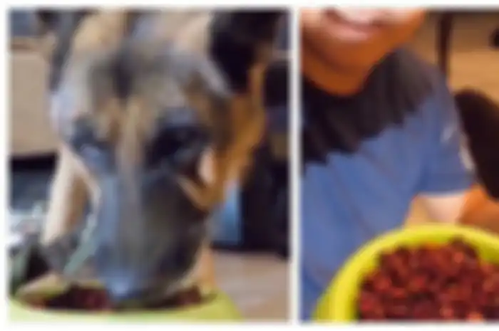 Seekor anjing tampak menangis saat pemiliknya memaksanya memakan semangkuk ayam cabai pedas dalam video live streaming. 