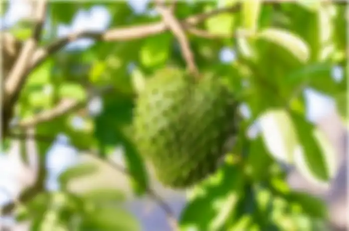 Ilustrasi buah sirsak 