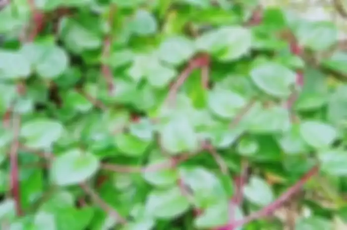Resep daun binahong untuk obati gagal ginjal.