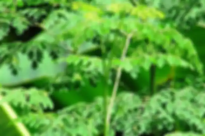 daun kari