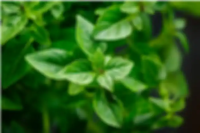 Daun kemangi