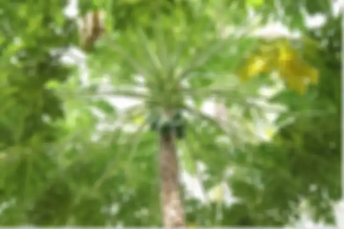 Manfaat daun pepaya 