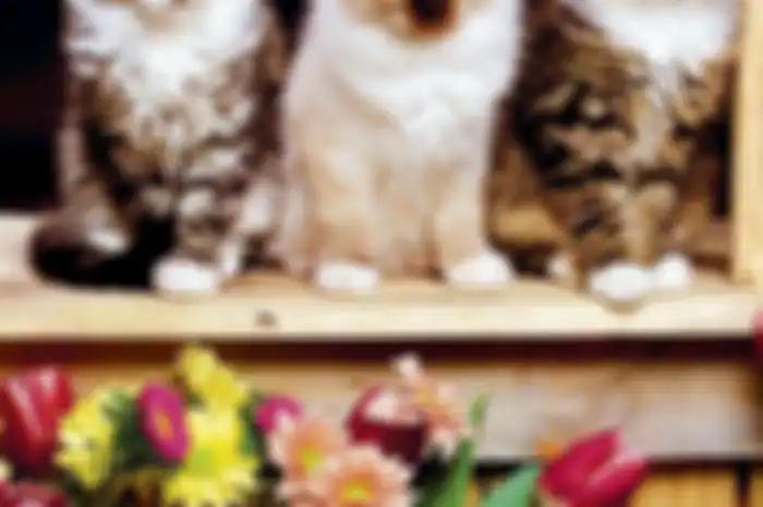 Agar Kucing Tak Kotori Taman