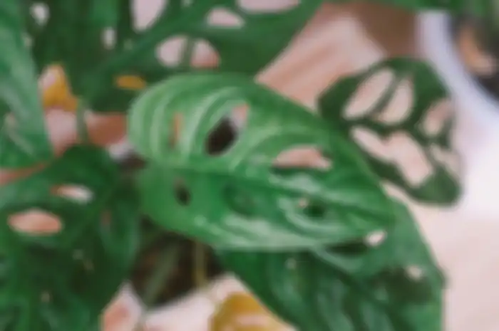 Tanaman hias daun Monstera adansonii atau janda bolong.