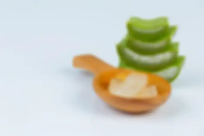 lidah buaya 