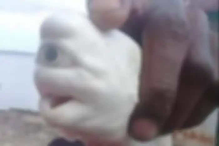 Bayi hiu bermata satu ditemukan nelayan di Dusun Jarukin, Desa Maekor, Kecamatan Aru Selatan Utara, Kabupaten Kepulauan Aru, Maluku, 11 Oktober 2020 dua pekan lalu. Penemuan bayi ikan hiu itu sempat menggegerkan warga setempat