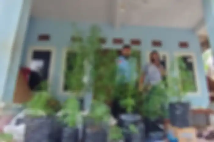 Suasana TKP saat penggerebekan penanaman ganja di rumah Muslim di Tasilmalaya, Selasa (20/10/2020)