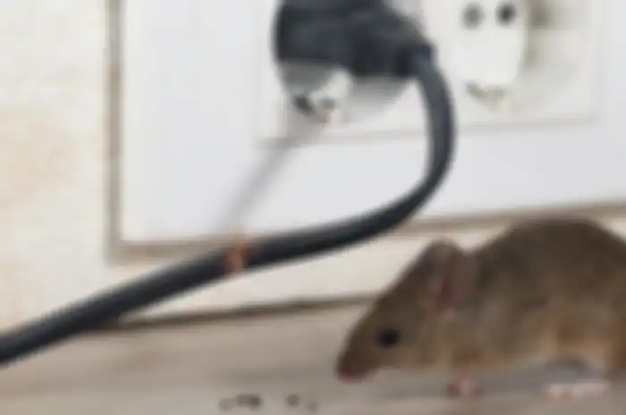 Tikus di rumah