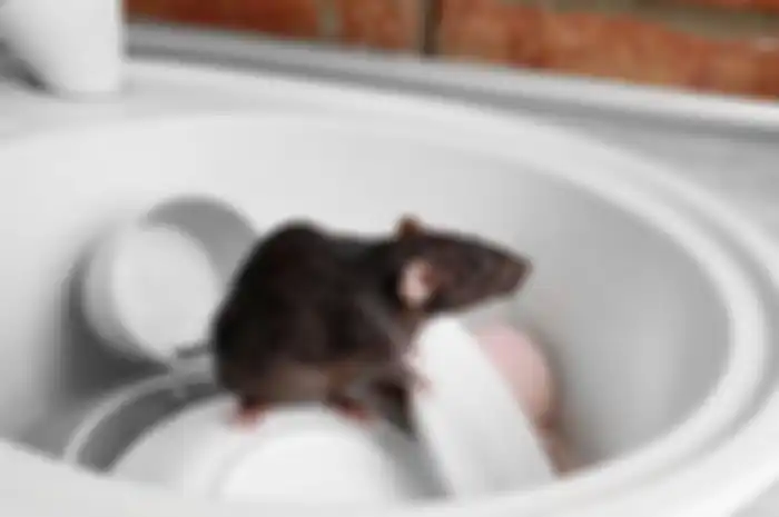 Tikus di rumah