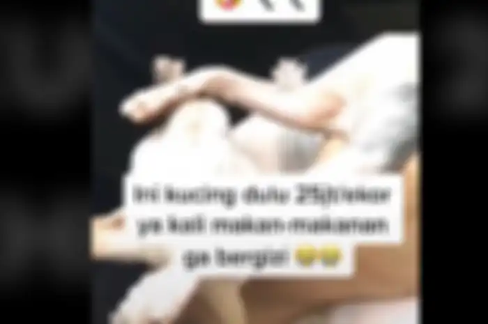 Viral video kucing jenis Sphynx harga Rp 25 juta diberi makan daging sirloin.