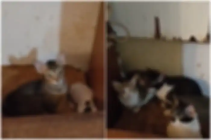 Kucing-kucing yang dibiarkan kelaparan.