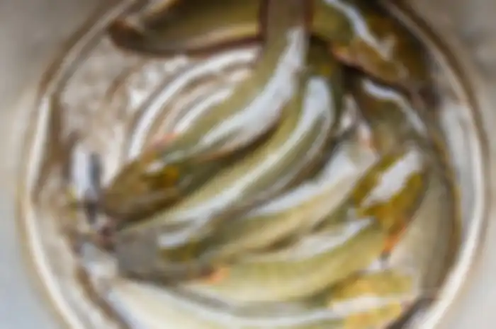 Ikan Lele