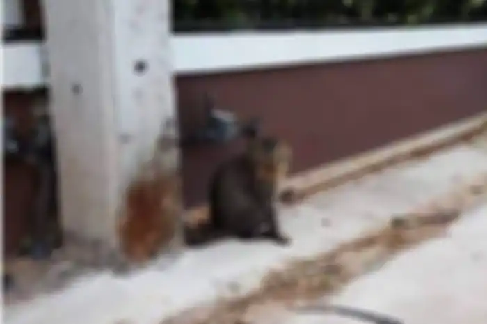 Kucing abu-abu viral 