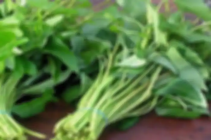 Jangan Coba-Coba Menanam Kangkung di Amerika Karena Karena Bisa Kena Pasal dan Dianggap Berbahaya