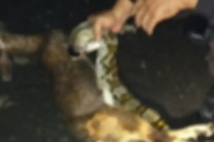 Ular sanca memakan kambing warga di Jalan Palmerah Utara, Gelora, Tanah Abang, Jakarta Pusat Jumat (6/11/2020) malam.