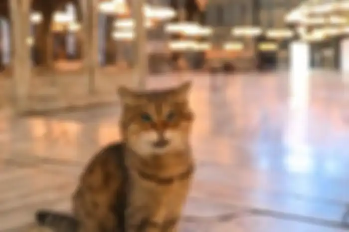 kucing penunggu masjid Hagia Sophia kini telah mati karena faktor usia.