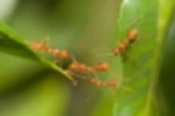Tukang Kebun Tetangga Sampai Kepo, Ternyata Hama Tanaman Bisa Mati Dalam Sekejap Hanya dengan Rebusan Daun Sirsak, Mau Coba?