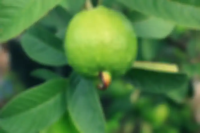 Jambu Biji