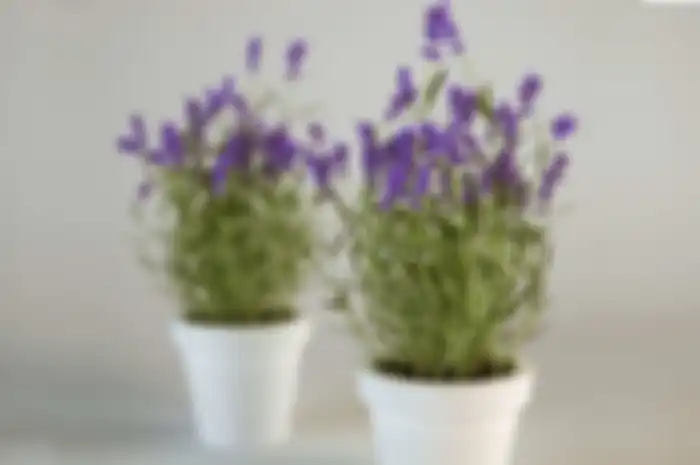 lavender