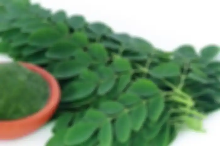 Keluarga Sehat dengan Manfaat Daun Kelor yang Dijuluki Superfood!