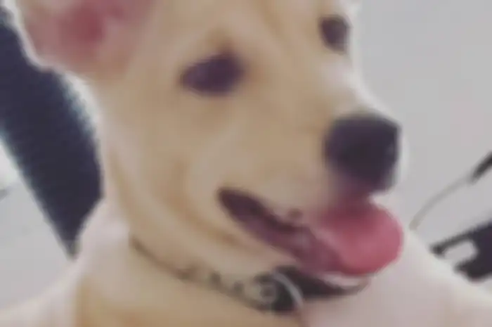 Ilustrasi anjing piaraan.