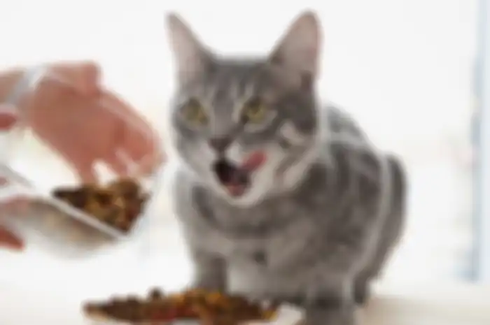Ilustrasi makanan kucing. 