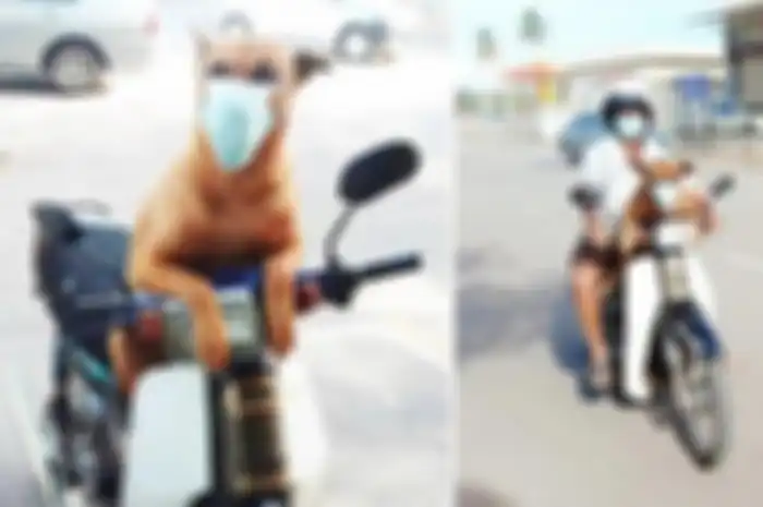Seekor anjing bernama Fatty Ong memakai masker saat keluar rumah