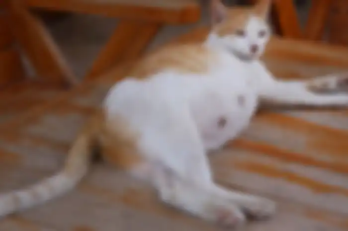 Ilustrasi kucing