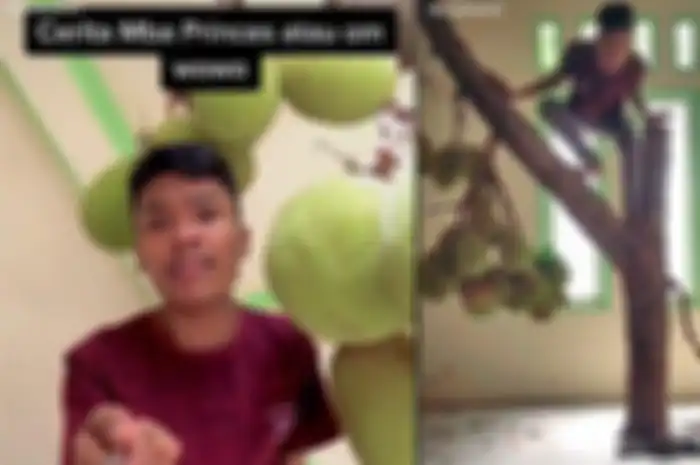 Pohon nangka viral tumbuh di dalam rumah