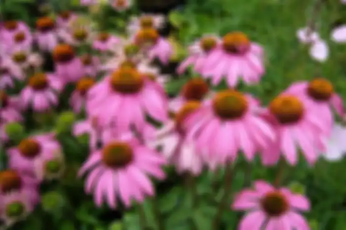 Echinacea, salah satu obat herbal kanker payudara