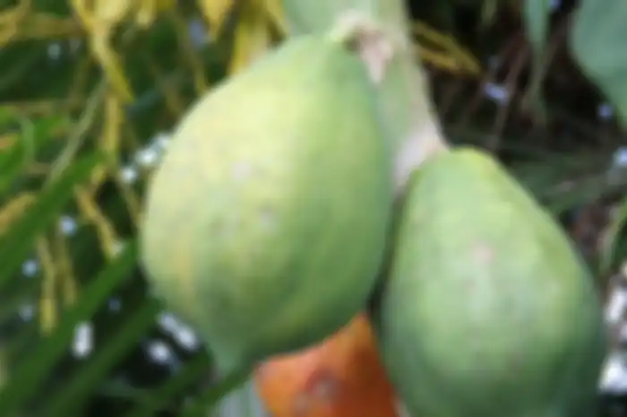 Pepaya muda