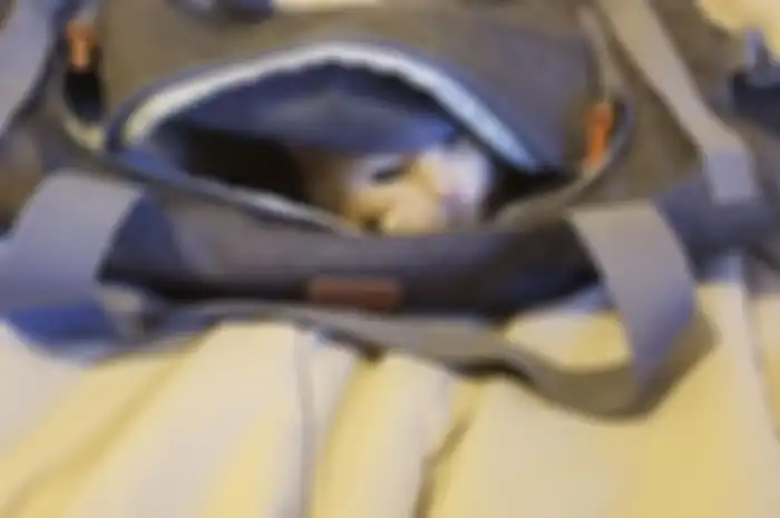kelakuan kucing oren