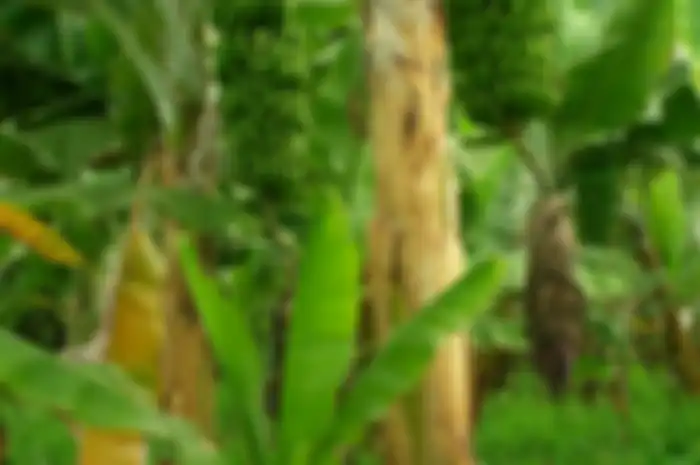 Batang pohon pisang bisa juga dikonsumsi dengan di jus.