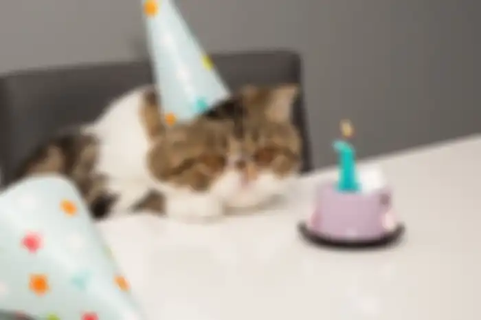 Cat Sitting By Cake On Table At Home  Credit: Getty