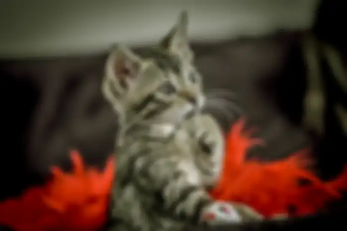 Kucing 