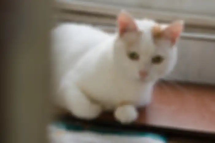 Kucing peliharaan