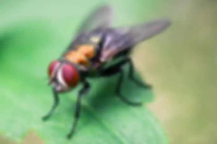 Cara ampuh usir lalat dengan bahan alami.