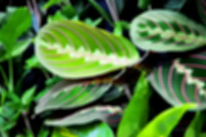 Calathea