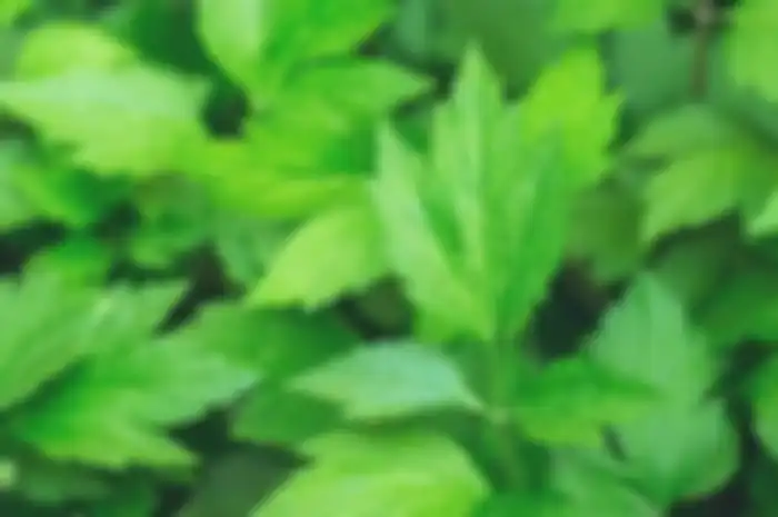 Mugwort