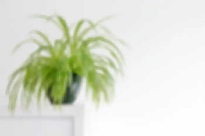 Tanaman hias Spider Plant