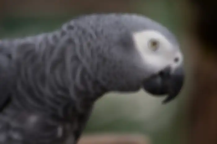Burung beo Afrika