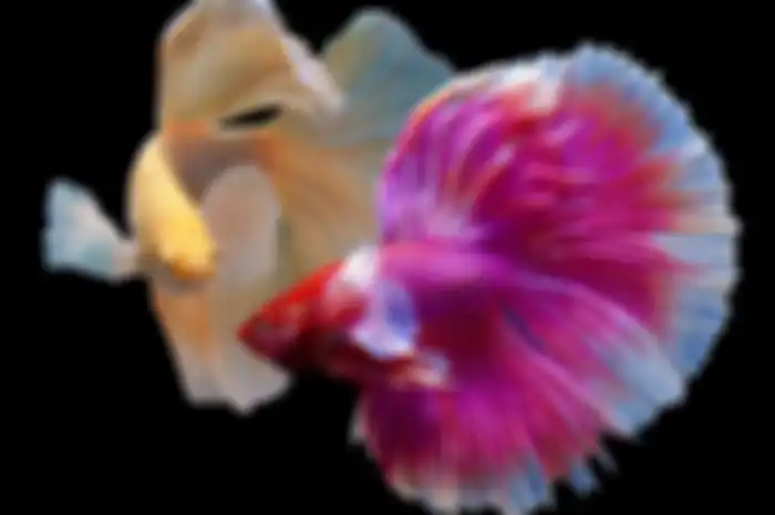 Ilustrasi ikan cupang halfmoon. 