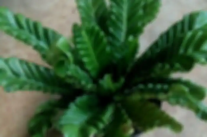Asplenium lasagna, sp