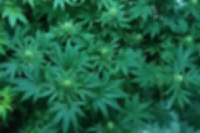 Peneliti menyebut senyawa ganja berpotensi menghambat replikasi virus Corona .