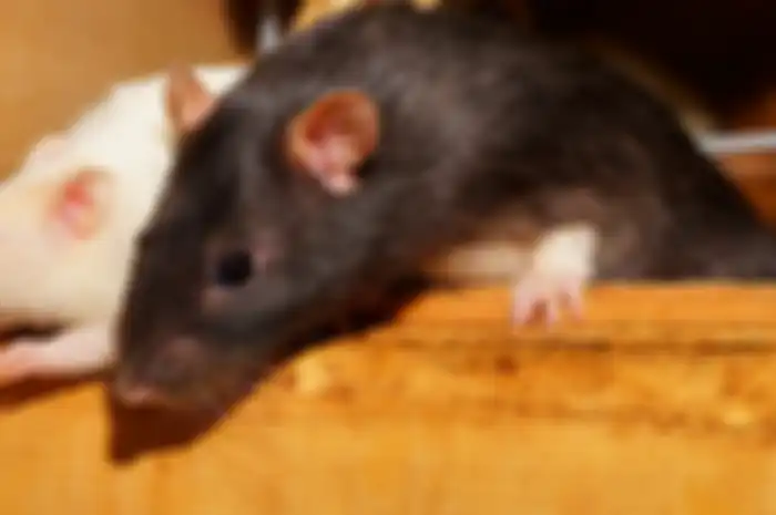 Ilustrasi tikus curut